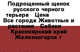 Подрощенный щенок русского черного терьера › Цена ­ 35 000 - Все города Животные и растения » Собаки   . Красноярский край,Железногорск г.